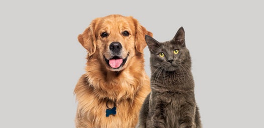 Perro y gato con protección Mascota Plus