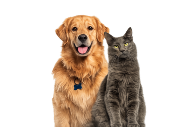 Gato y perro sin fondo